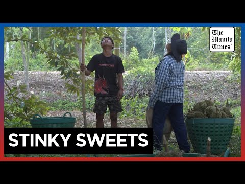 Heatwave hammers Thailand's durian farms