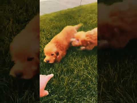 Labradoodle Welpe kaufen