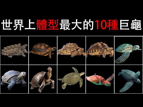 龜的種類