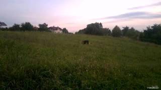 Ne prodajem masmiješenog psa