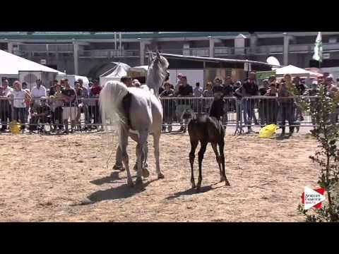 N.90 HAFFATI REGALIS - Bergamo 2015 - Futurity Females (Class 12)