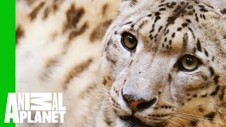 Catching a Glimpse of the Elusive Snow Leopard by Animal Planet