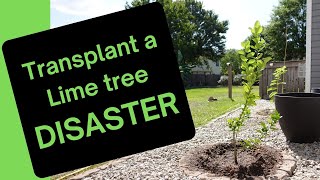 Key Lime Transplanting: A Disaster worth watching