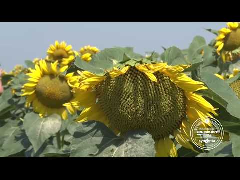 Syngenta Agro Srbija - Kako prepoznati original vreću suncokreta?