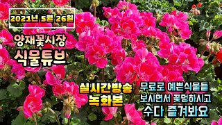 2021년 5월26일 수요일 예쁜식물들 보면서 수다떨어봐요 #양재꽃시장 #식물튜브