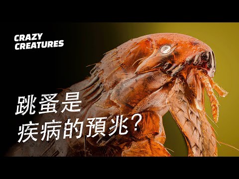 跳蚤的一生