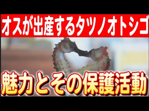 人新世の海洋目撃者