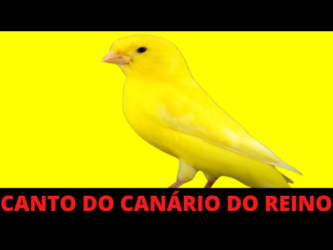 1 HORA DE CANTO DO CANÁRIO DO REINO NA NATUREZA