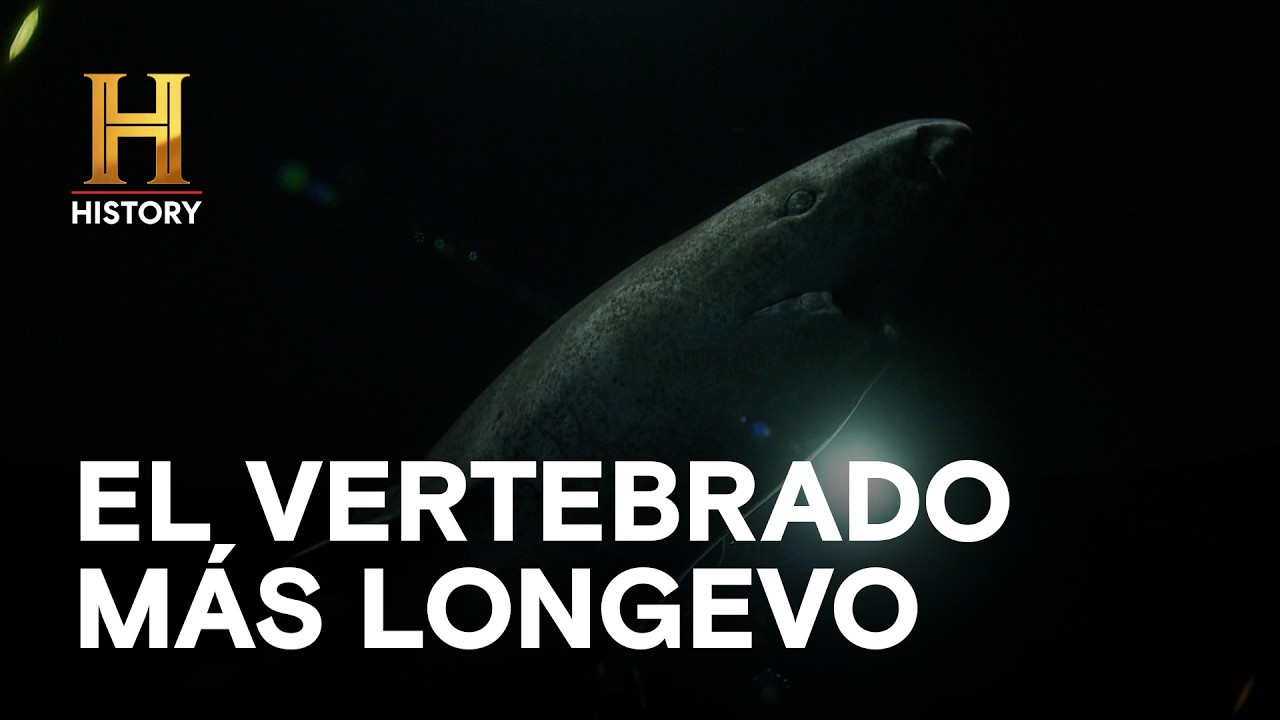 EL VERTEBRADO MÁS LONGEVO - GRANDES MISTERIOS DE LA HISTORIA