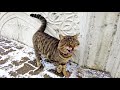 Old Tabby Cat Crying On A Snowy Day Because He Is Very Hungry
