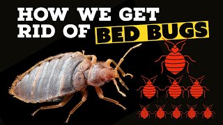 How To Get Rid Of Bed Bugs - Major Pest Control Company