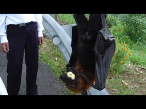 Giant ‘human-sized’ bat in Philippines | Awakening? Start Here | Before