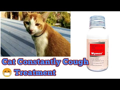 Cat Constantly Cough😷 Treatment