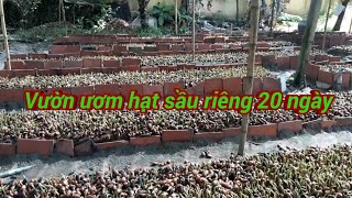preview picture of video 'Kỹ thuật trồng sầu riêng - Vươn ươm hạt sầu riêng sau 20 ngày - Sầu riêng Chợ Lách'