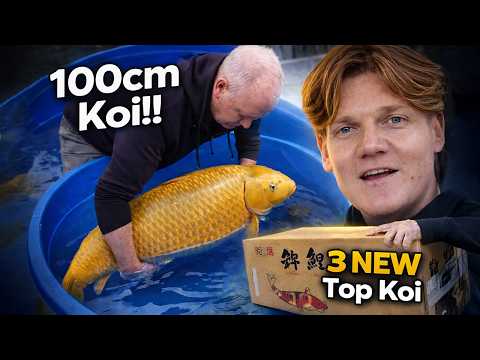 100CM KOI & 3 Neue Japanische Koi! | Zu Besuch bei Filip Poppe
