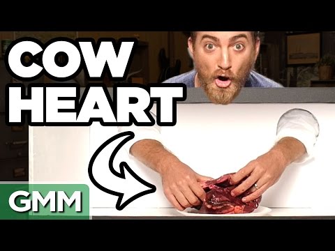 Feel & Squeal Challenge ft. Hank Green (Feel & Squeal Challenge ft. Hank Green)