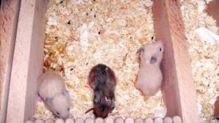 Cassandra Steen - Engel - Danke für alles...