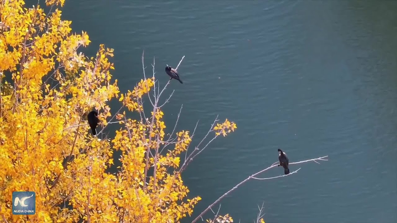 China diseña rutas más seguras e inteligentes para aves migratorias