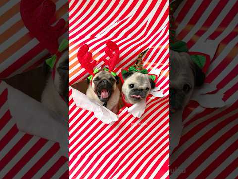 Doing the Christmas Wrapping Paper trend with my PUGS! 🎁🎄 #pug #dog