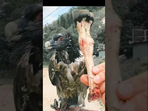 Bearded Vulture 🍖 The Bone-Eating Bird!
