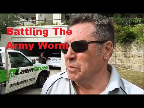 download lagu mp3 mp4 Army Grubs In Lawn, download lagu Army Grubs In Lawn gratis, unduh video klip Army Grubs In Lawn