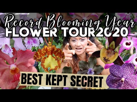 HOW I GOT SO MANY ORCHIDS TO BLOOM, Updates, Organic Fertilizer & Growing Tips, Orchid Plant Tour