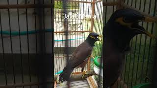 Download lagu Jalak Nias Betina Gacor, Jalak Nias Betina Memanggil Jantan mp3 Download lagu Jalak Nias Betina Gacor, Jalak Nias Betina Memanggil Jantan mp3