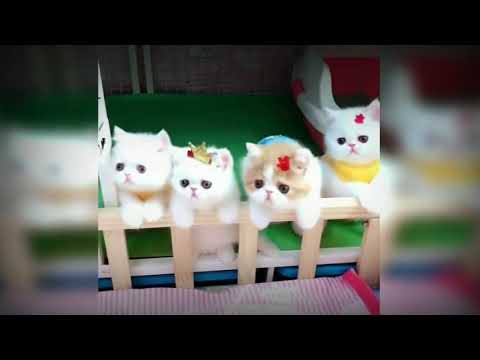 Cats videos | cats and dogs lover | Funniest  videos series | cats fighting | Funny cats videos 2021