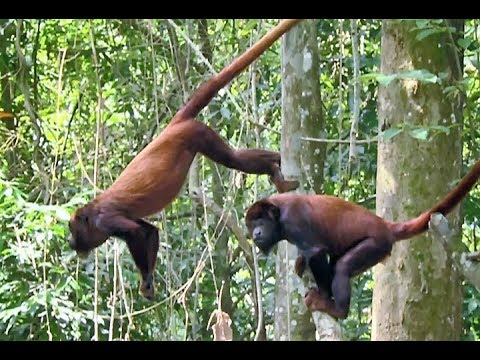 Macaco em fuga incrível de chimpanzés, a vez da presa