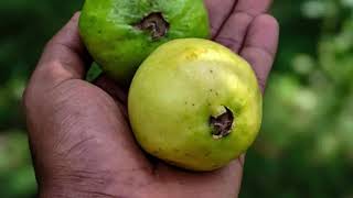 sonho com goiaba - Interpretação ✔️