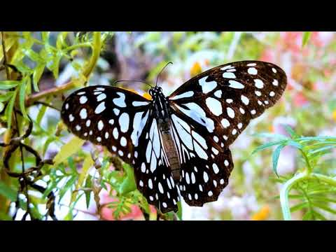 The Beauty of Pollination