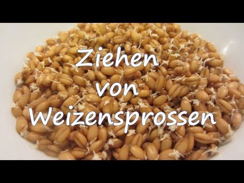 , title : 'Ziehen von Sprossen / Weizensprossen'
