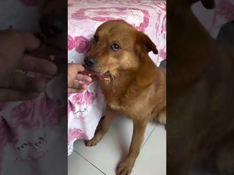 Xiaopang only accepts money💸