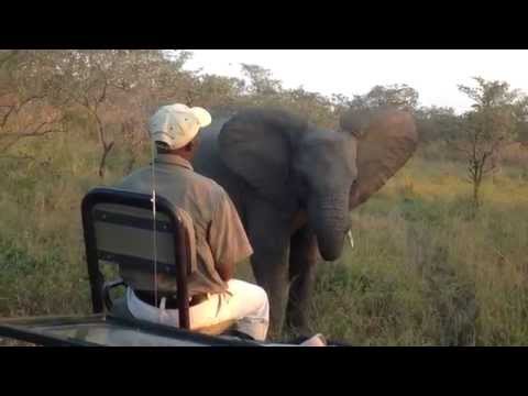 Teasing a teenage Elephant - Savanna Lodge - Sabi Sands