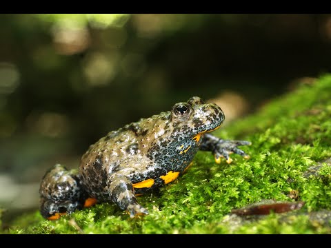 Apennine yellow-bellied toad - Bombina pachypus - monitoring