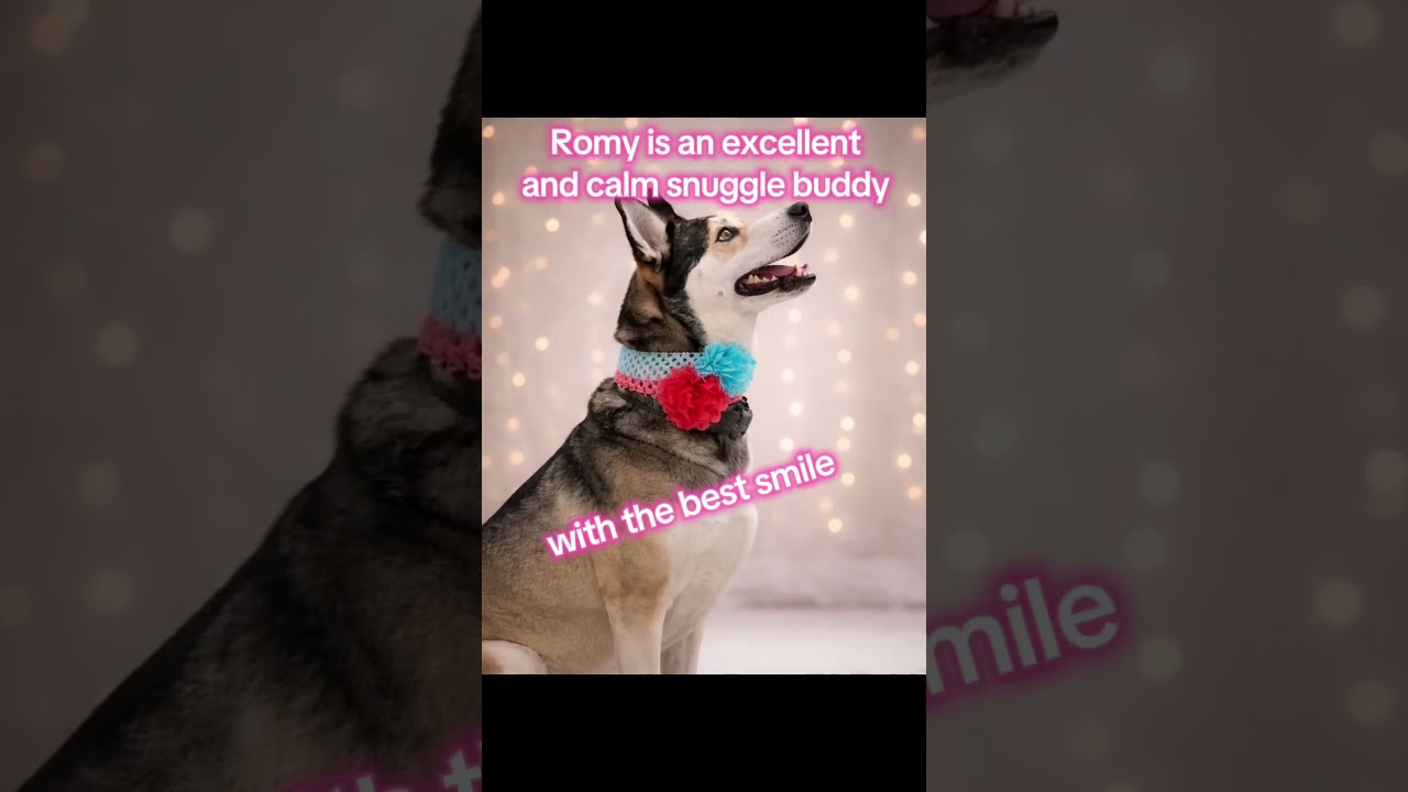 Romy, a ADOPTABLE mixed breed in Murrieta, CA video 6/6