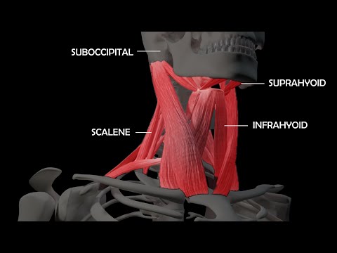 An In-Depth Look at the Anatomy of Neck Muscles