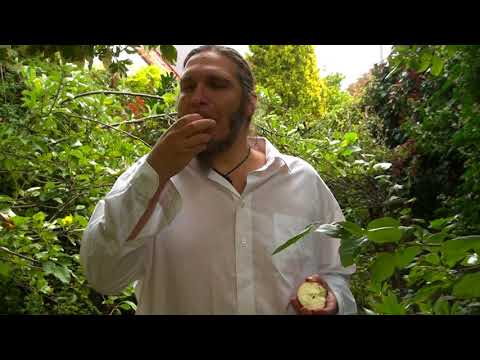 Jakub Zeman - batto, kiriage