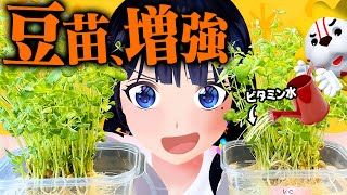 【検証】豆苗にビタミンが入った水を吸わせたら豆苗のビタミンは増えるのか？