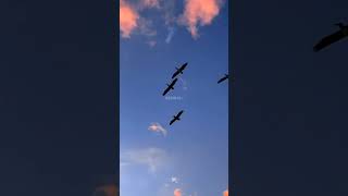 Download lagu Symphoni Yang Indah - Once Mekel mp3 Download lagu Symphoni Yang Indah - Once Mekel mp3