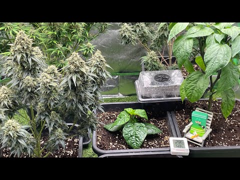 Homegrow indoor Cannabis Anbau Deutschland Growbox Live SourDiesel & Carolina Reaper + Babys 🇩🇪🌱