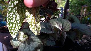 Gorgeous Begonias That Aren't Rare or Expensive
