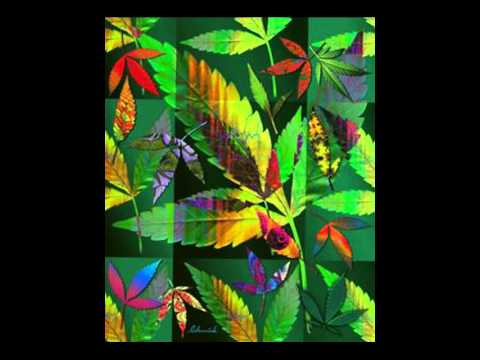 Mr. Ebbo -  Ganja Bana