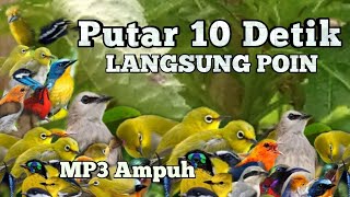Download lagu SUARA PIKAT SEMUA BURCIL LIAR | MP3 PIKAT TERBUKTI PALING AMPUH |  PIKAT BURUNG | Suara Pikat BURUNG mp3