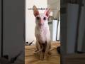 Cats Looking More Alien