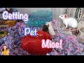 GETTING PET MICE! 🐁 | Kelli Maple