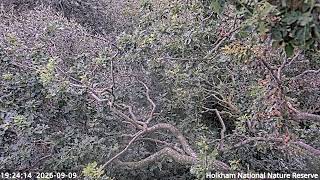 Holkham National Nature Reserve Spoonbills live webcam