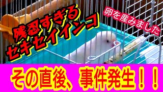 【事件発生】残忍すぎて激ヤバ！産まれたての卵を割るセキセイインコ