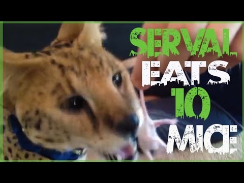 Serval Eats 10 Live Mice!