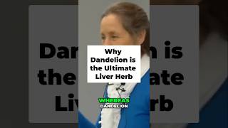 Why Dandelion is the Ultimate Liver Herb